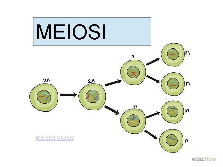 MEIOSI VIDEO 