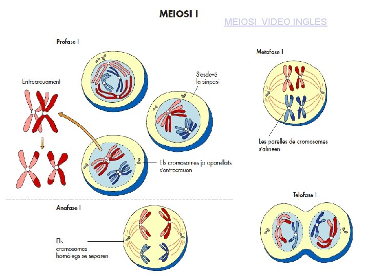MEIOSI VIDEO INGLES 