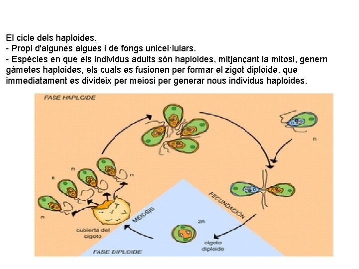 El cicle dels haploides. - Propi d'algunes algues i de fongs unicel·lulars. - Espècies