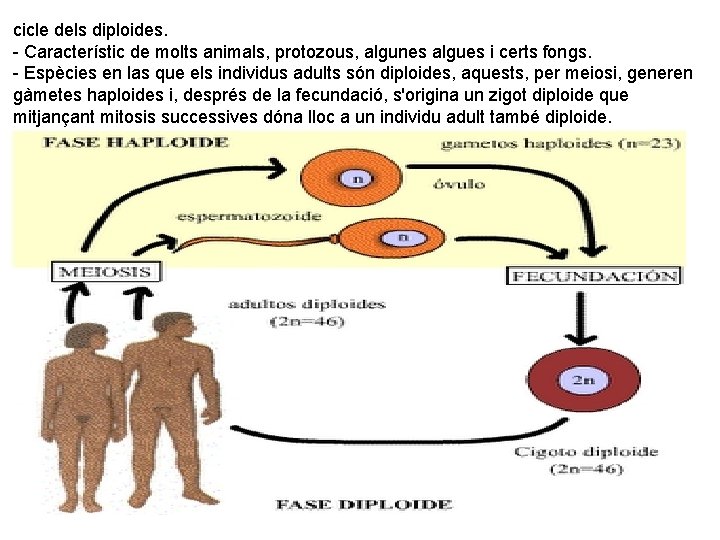 cicle dels diploides. - Característic de molts animals, protozous, algunes algues i certs fongs.
