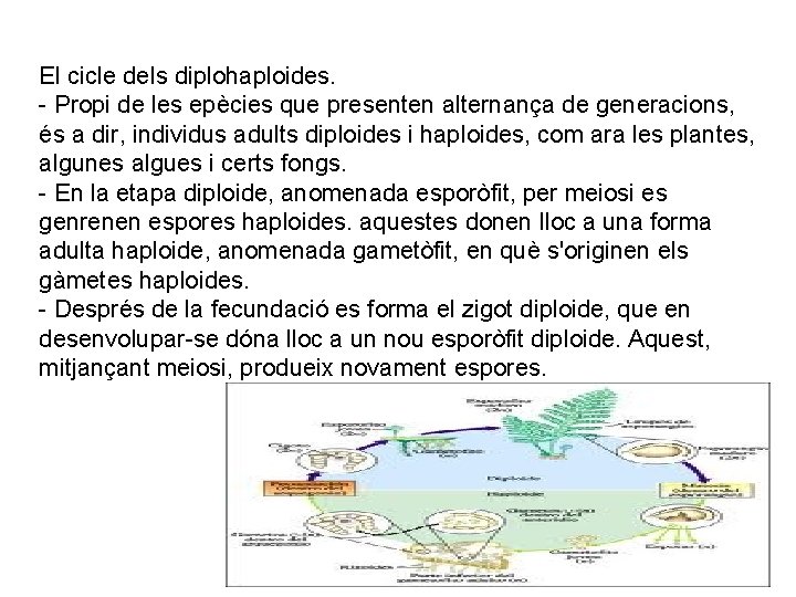 El cicle dels diplohaploides. - Propi de les epècies que presenten alternança de generacions,