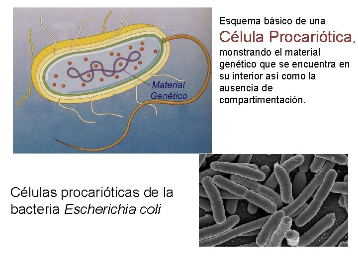 Esquema básico de una Célula Procariótica, monstrando el material genético que se encuentra en
