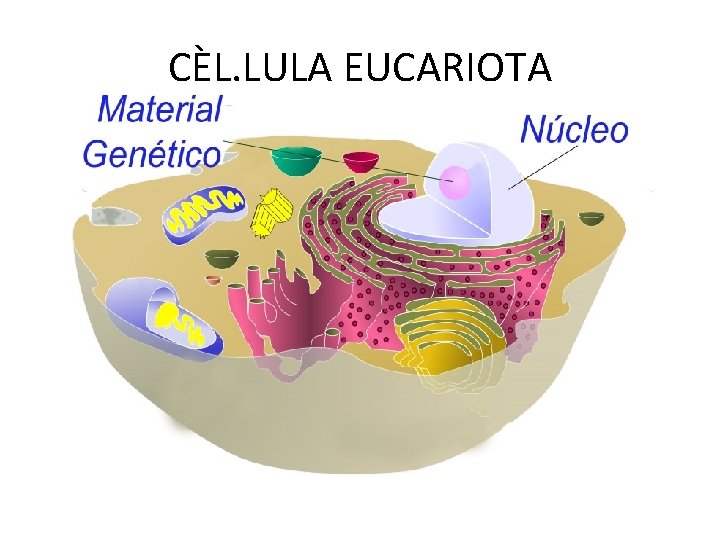 CÈL. LULA EUCARIOTA 