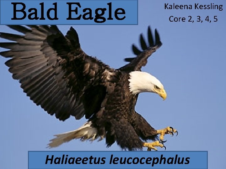 Bald Eagle Kaleena Kessling Core 2, 3, 4, 5 Haliaeetus leucocephalus 