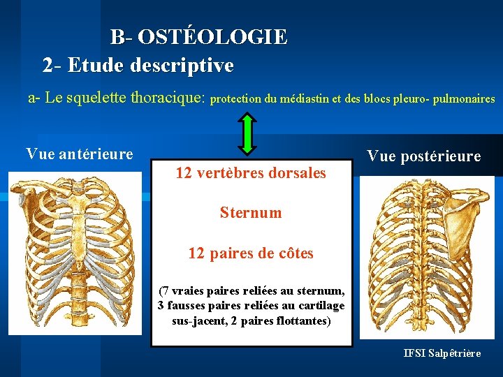 B- OSTÉOLOGIE 2 - Etude descriptive a- Le squelette thoracique: protection du médiastin et