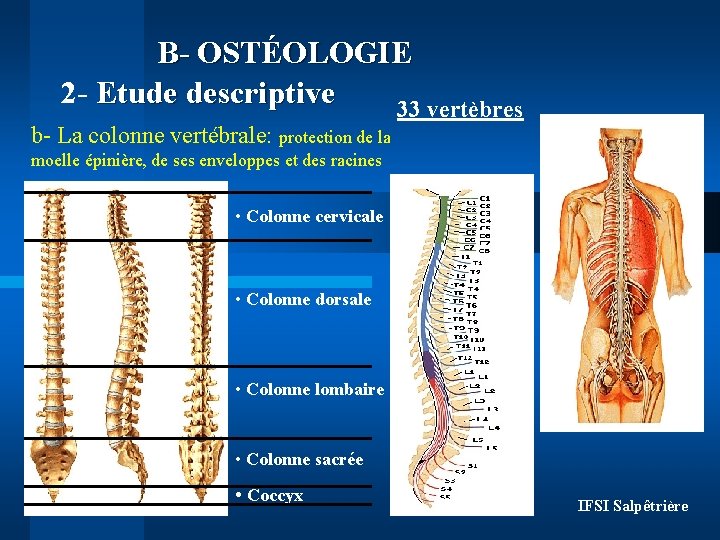 B- OSTÉOLOGIE 2 - Etude descriptive 33 vertèbres b- La colonne vertébrale: protection de