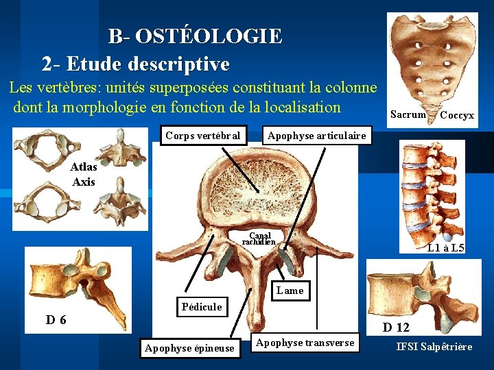 B- OSTÉOLOGIE 2 - Etude descriptive Les vertèbres: unités superposées constituant la colonne dont