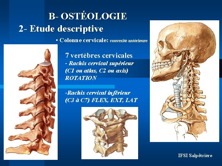 B- OSTÉOLOGIE 2 - Etude descriptive • Colonne cervicale: convexité antérieure 7 vertèbres cervicales