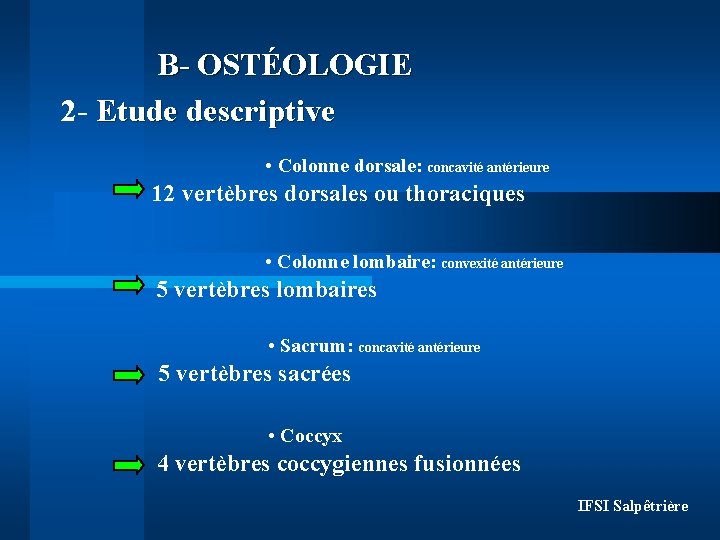 B- OSTÉOLOGIE 2 - Etude descriptive • Colonne dorsale: concavité antérieure 12 vertèbres dorsales