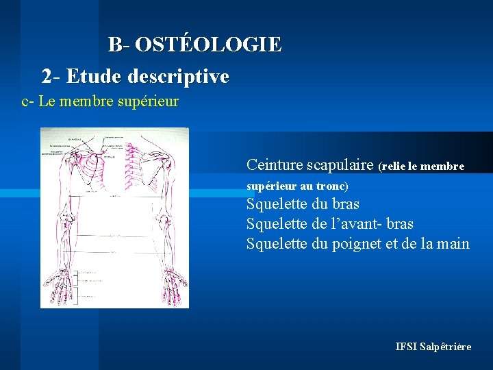 B- OSTÉOLOGIE 2 - Etude descriptive c- Le membre supérieur Ceinture scapulaire (relie le