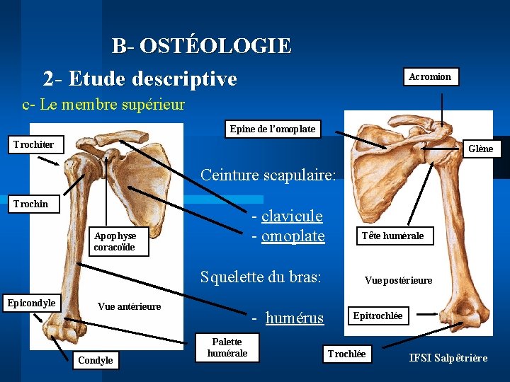 B- OSTÉOLOGIE 2 - Etude descriptive Acromion c- Le membre supérieur Epine de l’omoplate