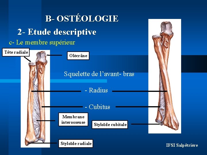 B- OSTÉOLOGIE 2 - Etude descriptive c- Le membre supérieur Tête radiale Olécrâne Squelette