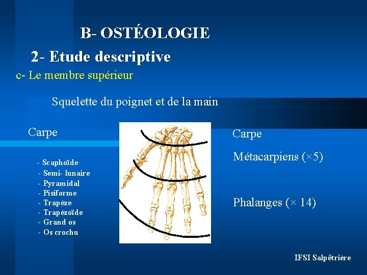 B- OSTÉOLOGIE 2 - Etude descriptive c- Le membre supérieur Squelette du poignet et