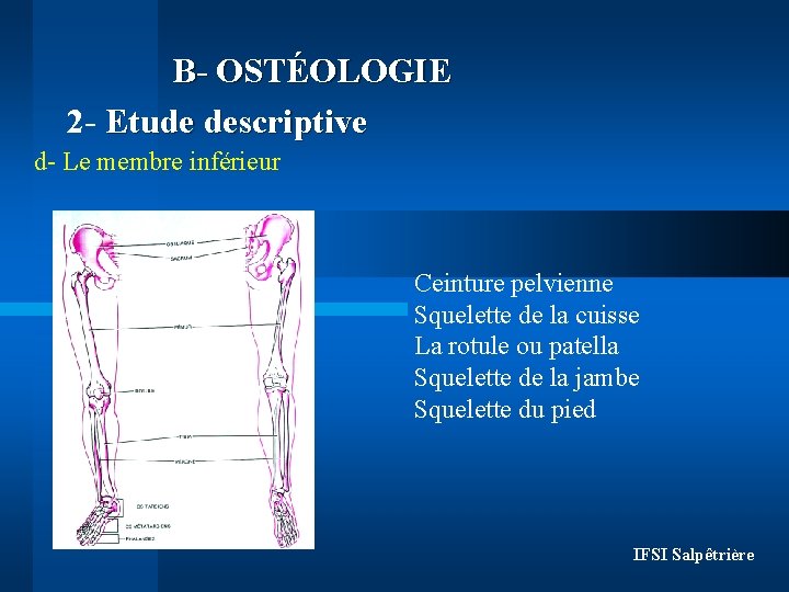 B- OSTÉOLOGIE 2 - Etude descriptive d- Le membre inférieur Ceinture pelvienne Squelette de B- OSTÉOLOGIE 2 - Etude descriptive d- Le membre inférieur Ceinture pelvienne Squelette de