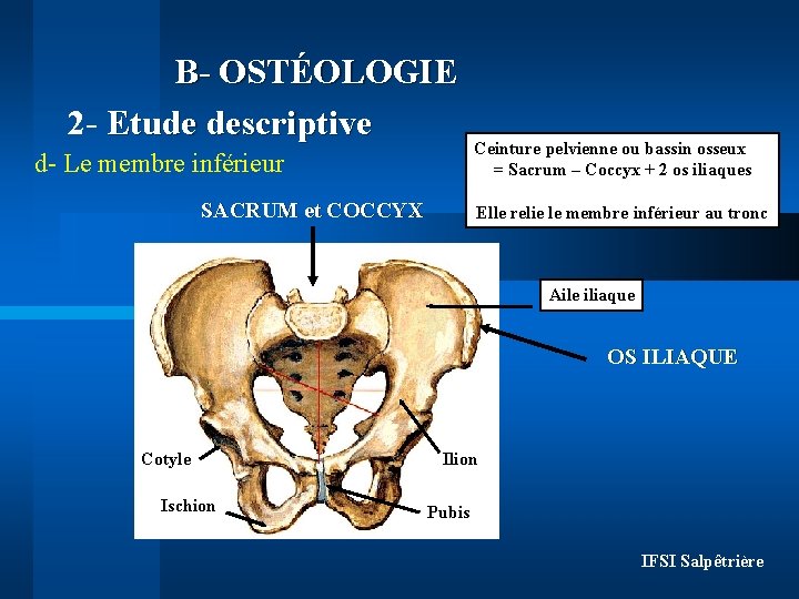 B- OSTÉOLOGIE 2 - Etude descriptive d- Le membre inférieur SACRUM et COCCYX Ceinture