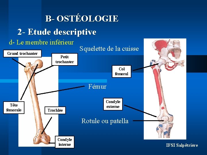 B- OSTÉOLOGIE 2 - Etude descriptive d- Le membre inférieur Grand trochanter Squelette de