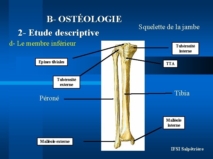 B- OSTÉOLOGIE 2 - Etude descriptive Squelette de la jambe d- Le membre inférieur