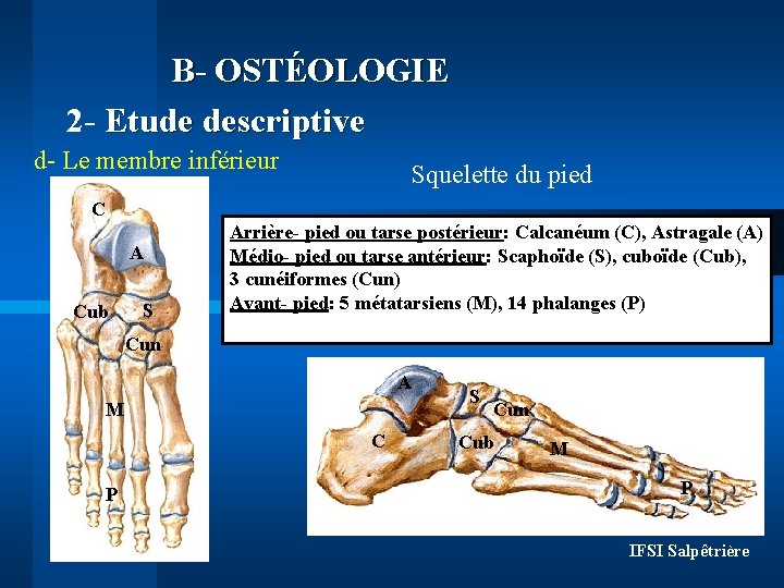 B- OSTÉOLOGIE 2 - Etude descriptive d- Le membre inférieur Squelette du pied C