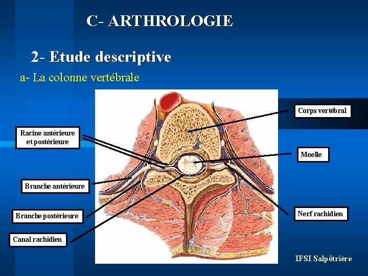 C- ARTHROLOGIE 2 - Etude descriptive a- La colonne vertébrale Corps vertébral Racine antérieure