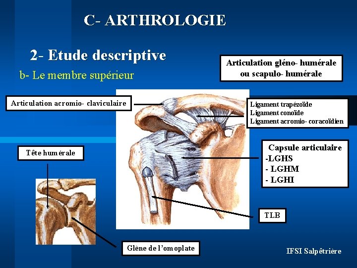 C- ARTHROLOGIE 2 - Etude descriptive b- Le membre supérieur Articulation acromio- claviculaire Articulation