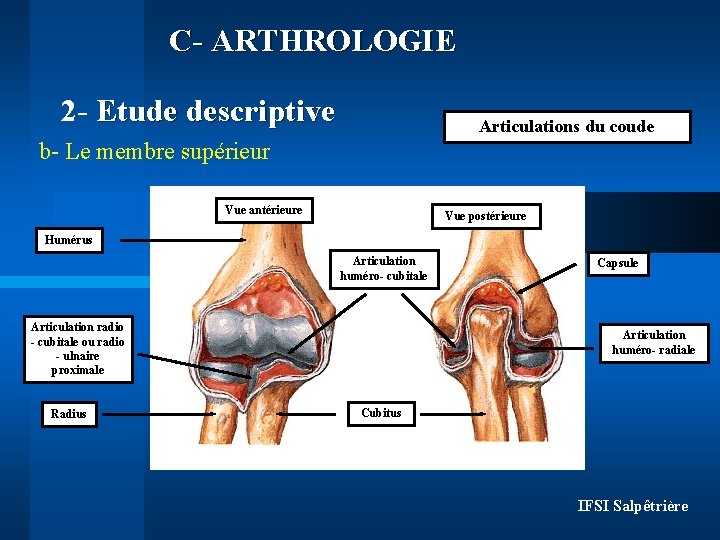 C- ARTHROLOGIE 2 - Etude descriptive Articulations du coude b- Le membre supérieur Vue