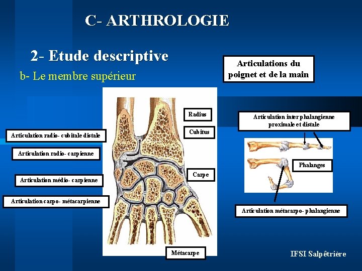 C- ARTHROLOGIE 2 - Etude descriptive Articulations du poignet et de la main b-