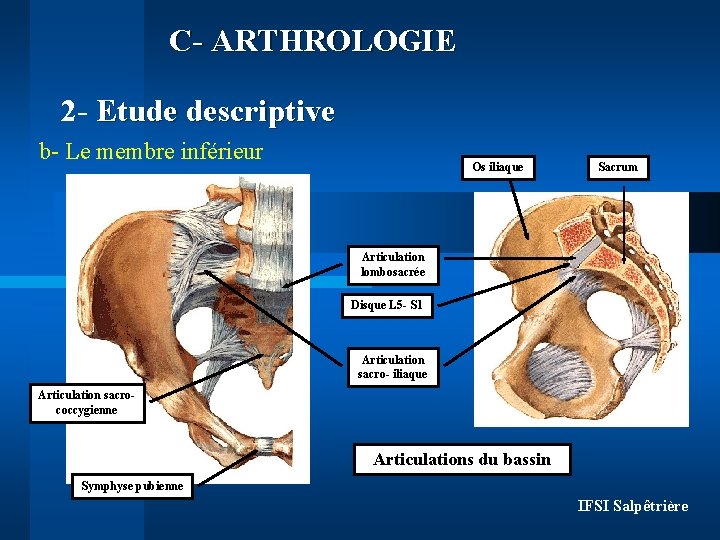 C- ARTHROLOGIE 2 - Etude descriptive b- Le membre inférieur Os iliaque Sacrum Articulation
