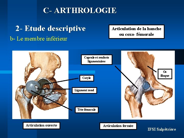 C- ARTHROLOGIE 2 - Etude descriptive Articulation de la hanche ou coxo- fémorale b-