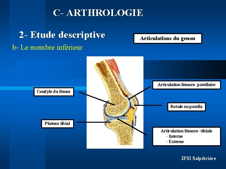 C- ARTHROLOGIE 2 - Etude descriptive Articulations du genou b- Le membre inférieur Articulation