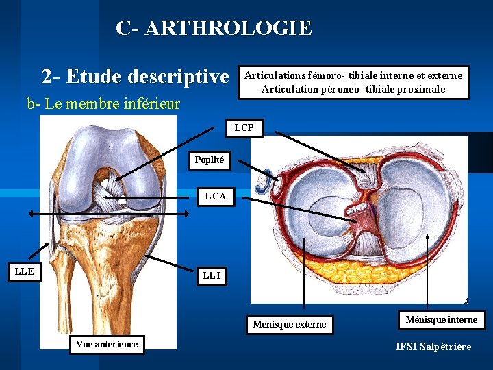 C- ARTHROLOGIE 2 - Etude descriptive b- Le membre inférieur Articulations fémoro- tibiale interne