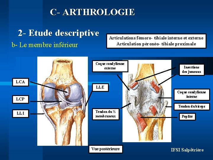 C- ARTHROLOGIE 2 - Etude descriptive b- Le membre inférieur Articulations fémoro- tibiale interne