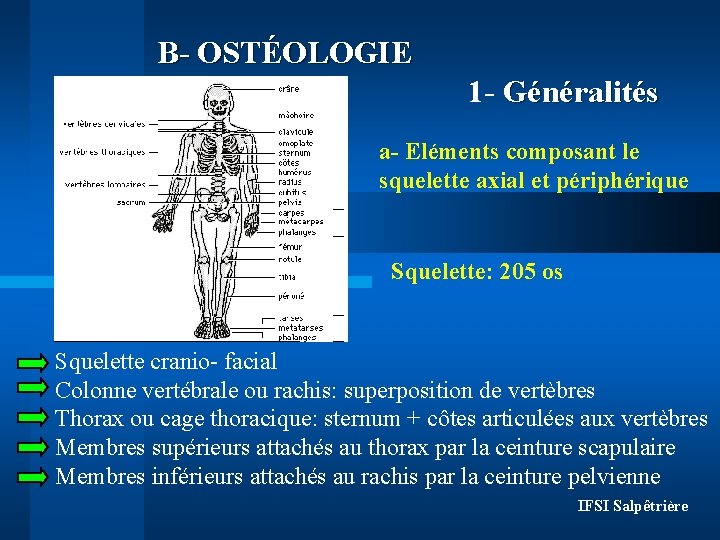 B- OSTÉOLOGIE 1 - Généralités a- Eléments composant le squelette axial et périphérique Squelette: