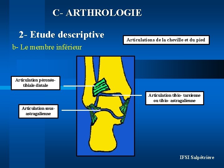 C- ARTHROLOGIE 2 - Etude descriptive Articulations de la cheville et du pied b-