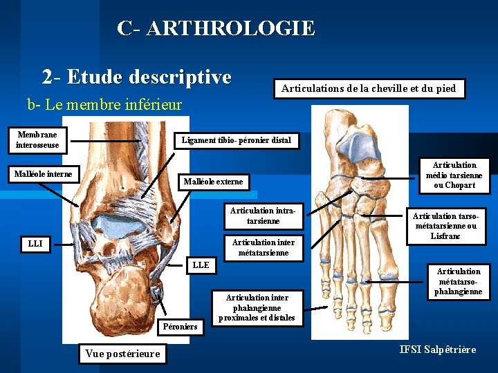 C- ARTHROLOGIE 2 - Etude descriptive Articulations de la cheville et du pied b-