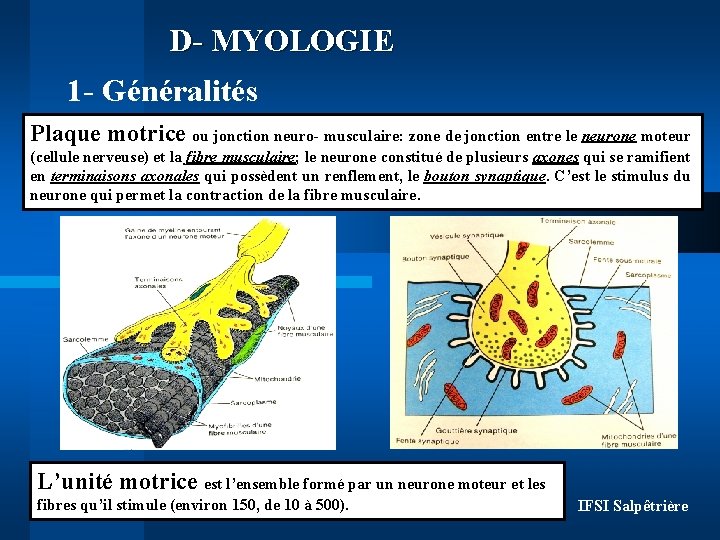 D- MYOLOGIE 1 - Généralités Plaque motrice ou jonction neuro- musculaire: zone de jonction D- MYOLOGIE 1 - Généralités Plaque motrice ou jonction neuro- musculaire: zone de jonction