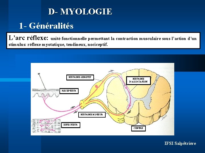 D- MYOLOGIE 1 - Généralités L’arc réflexe: unité fonctionnelle permettant la contraction musculaire sous