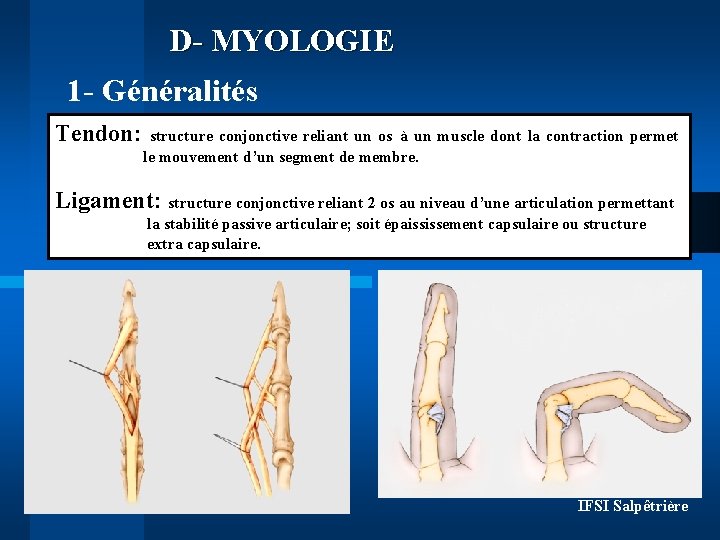 D- MYOLOGIE 1 - Généralités Tendon: structure conjonctive reliant un os à un muscle D- MYOLOGIE 1 - Généralités Tendon: structure conjonctive reliant un os à un muscle