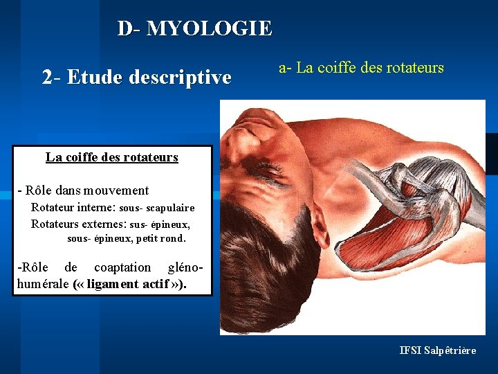 D- MYOLOGIE 2 - Etude descriptive a- La coiffe des rotateurs - Rôle dans D- MYOLOGIE 2 - Etude descriptive a- La coiffe des rotateurs - Rôle dans
