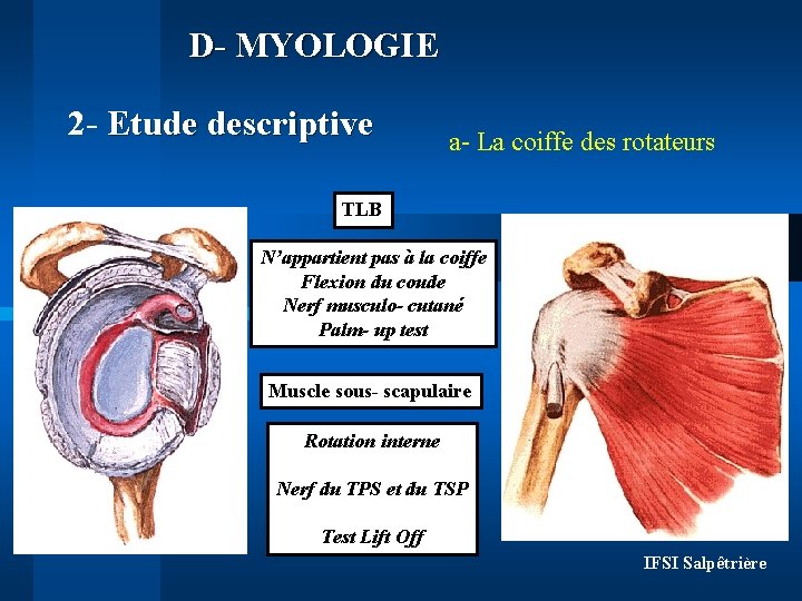 D- MYOLOGIE 2 - Etude descriptive a- La coiffe des rotateurs TLB N’appartient pas