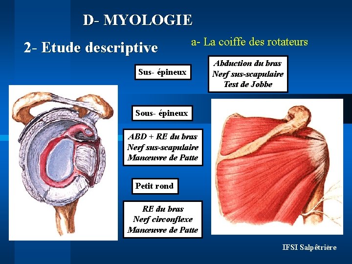 D- MYOLOGIE 2 - Etude descriptive a- La coiffe des rotateurs Sus- épineux Abduction