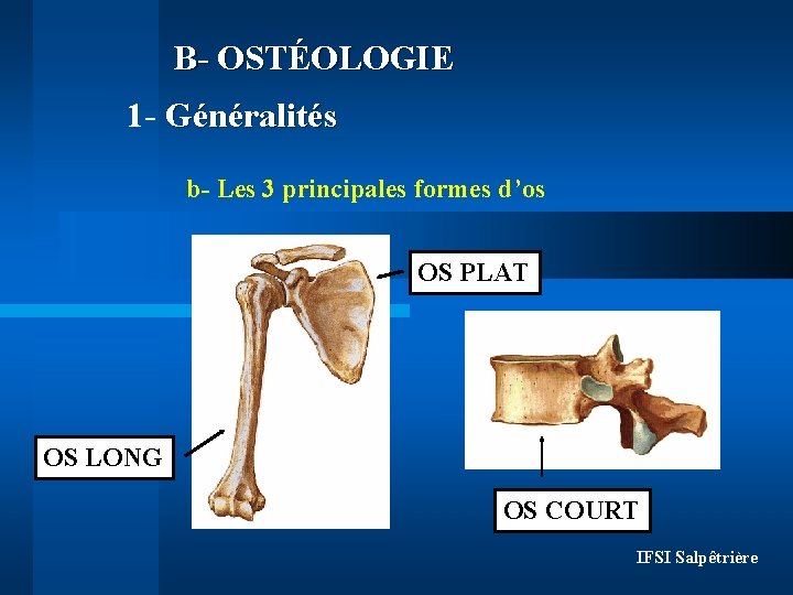 B- OSTÉOLOGIE 1 - Généralités b- Les 3 principales formes d’os OS PLAT OS B- OSTÉOLOGIE 1 - Généralités b- Les 3 principales formes d’os OS PLAT OS