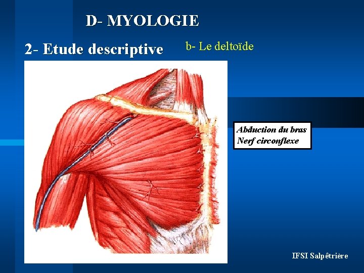 D- MYOLOGIE 2 - Etude descriptive b- Le deltoïde Abduction du bras Nerf circonflexe D- MYOLOGIE 2 - Etude descriptive b- Le deltoïde Abduction du bras Nerf circonflexe