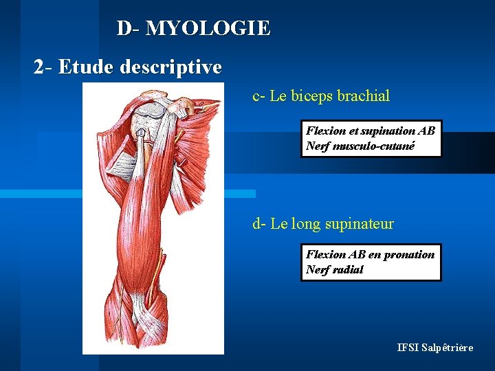 D- MYOLOGIE 2 - Etude descriptive c- Le biceps brachial Flexion et supination AB