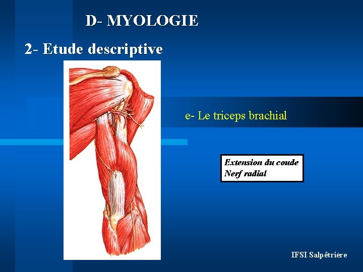 D- MYOLOGIE 2 - Etude descriptive e- Le triceps brachial Extension du coude Nerf