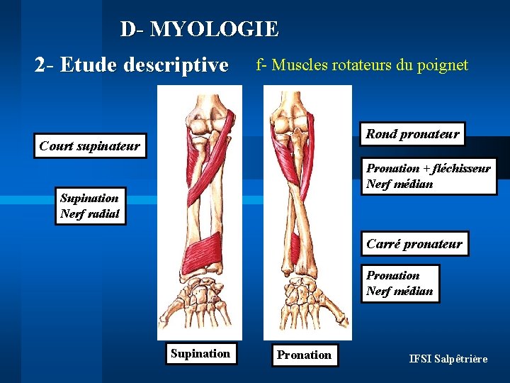 D- MYOLOGIE 2 - Etude descriptive f- Muscles rotateurs du poignet Rond pronateur Court