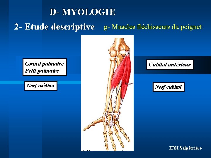 D- MYOLOGIE 2 - Etude descriptive Grand palmaire Petit palmaire Nerf médian g- Muscles