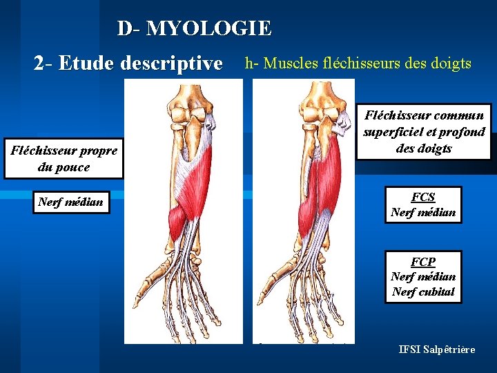 D- MYOLOGIE 2 - Etude descriptive Fléchisseur propre du pouce Nerf médian h- Muscles