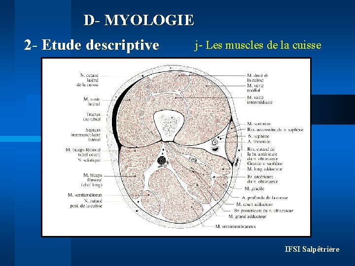 D- MYOLOGIE 2 - Etude descriptive j- Les muscles de la cuisse IFSI Salpêtrière
