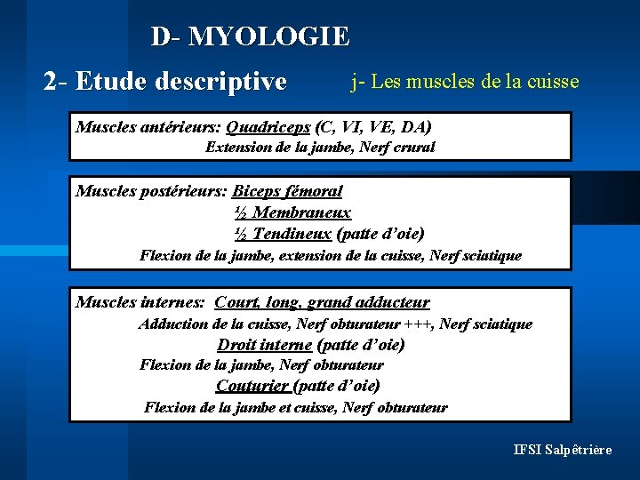 D- MYOLOGIE 2 - Etude descriptive j- Les muscles de la cuisse Muscles antérieurs: