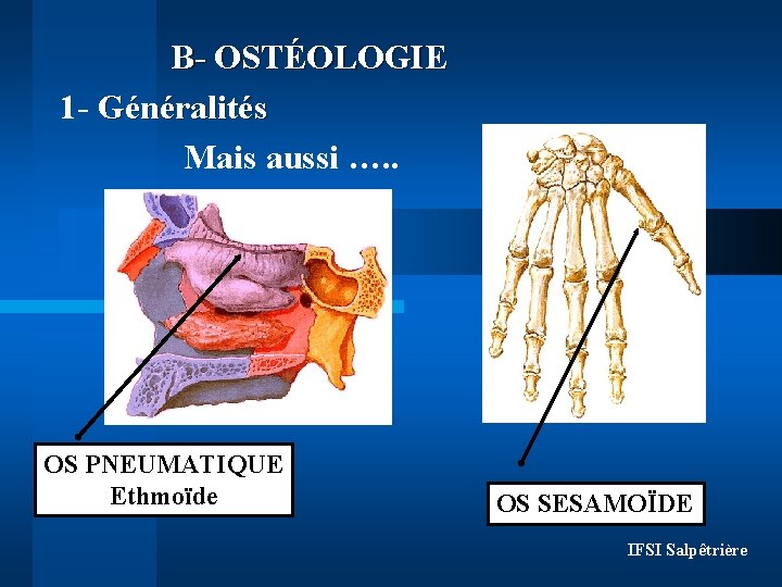 B- OSTÉOLOGIE 1 - Généralités Mais aussi …. . OS PNEUMATIQUE Ethmoïde OS SESAMOÏDE